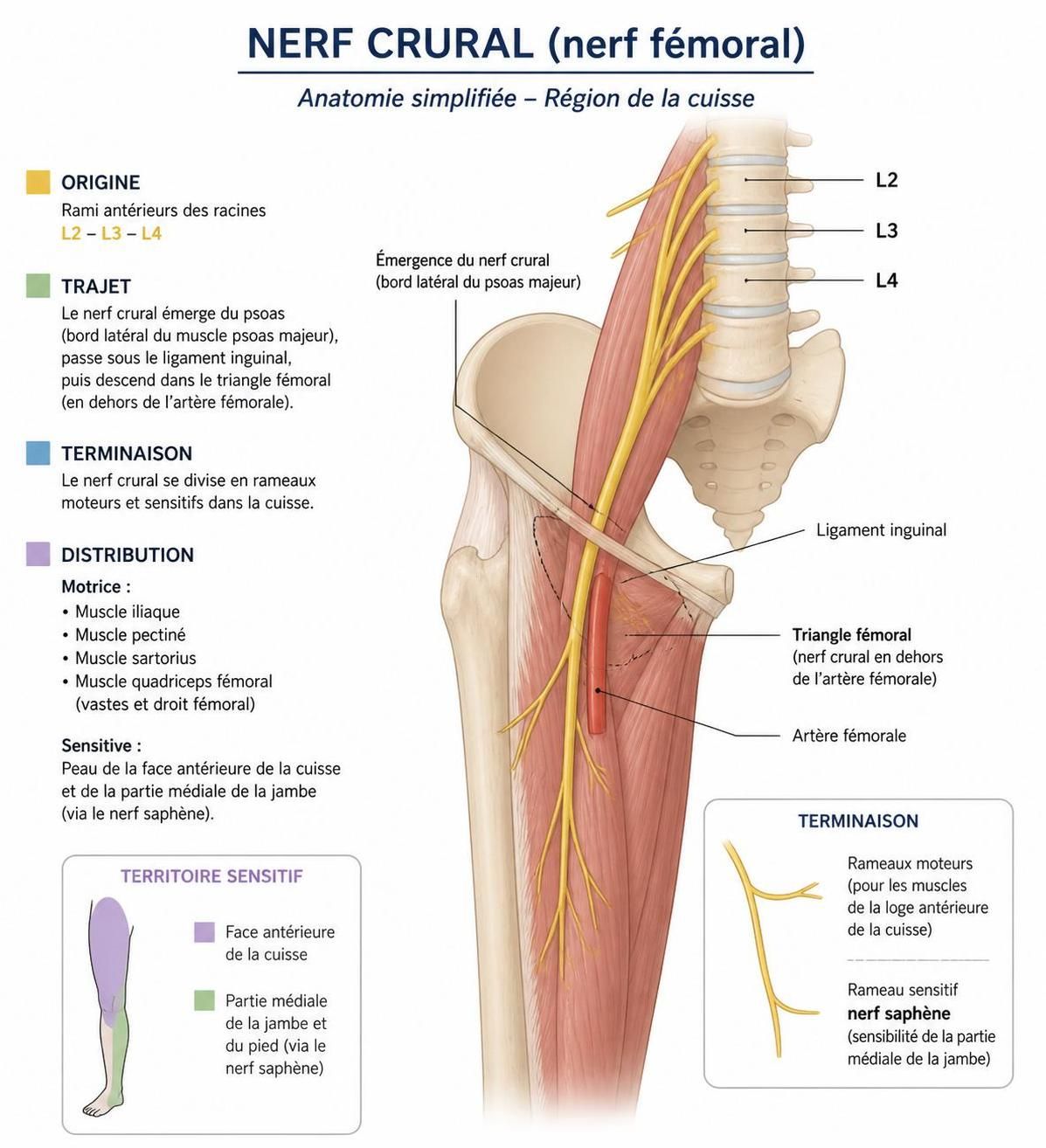 découvrez les causes de la cruralgie et pourquoi la douleur peut devenir insupportable dans la cuisse, ainsi que des conseils pour mieux la gérer.