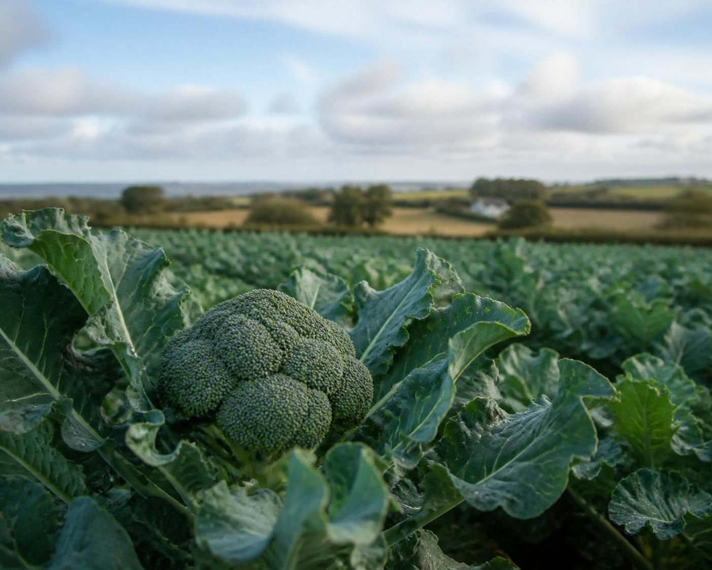 découvrez comment identifier la meilleure saison pour savourer le brocoli à son goût optimal et profiter de tous ses bienfaits nutritionnels.
